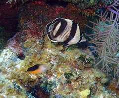 Stegastes partitus