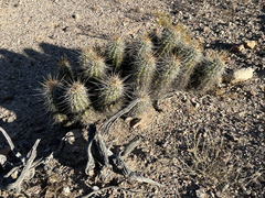 Echinocereus engelmannii fasciculatus