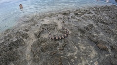 Laticauda saintgironsi