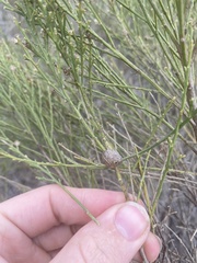 Gnorimoschema powelli