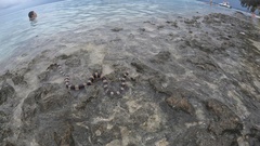 Laticauda saintgironsi