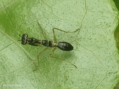 Odontomantis planiceps