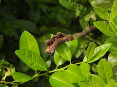 Achlyodes busirus