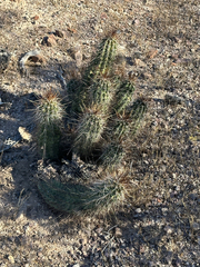 Echinocereus engelmannii fasciculatus