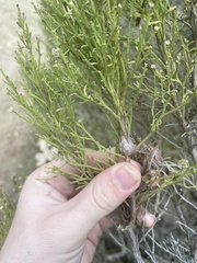 Gnorimoschema powelli