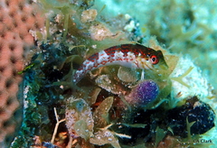 Malacoctenus triangulatus