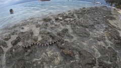 Laticauda saintgironsi