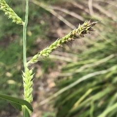 Echinochloa
