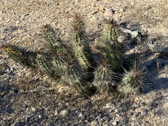 Echinocereus engelmannii fasciculatus