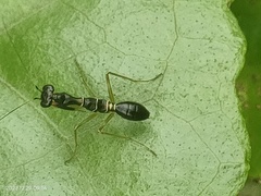 Odontomantis planiceps