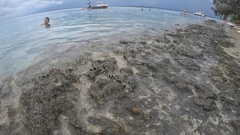 Laticauda saintgironsi