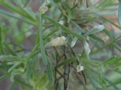 Aceria paracalifornica