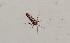 Atteva megalastra
