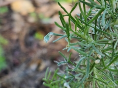 Aceria paracalifornica