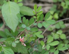 Indigofera hendecaphylla