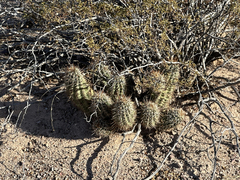 Echinocereus engelmannii fasciculatus