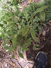 Coprosma foetidissima