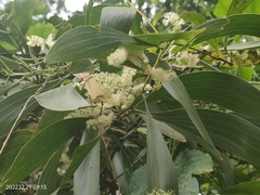 Acacia auriculiformis
