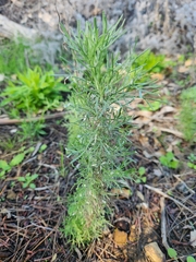 Aceria paracalifornica