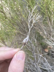 Gnorimoschema powelli