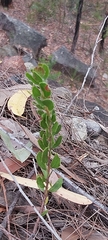 Acacia hispidula