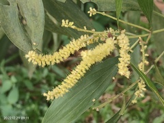 Acacia auriculiformis