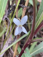 Viola vittata