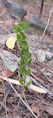 Acacia hispidula