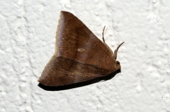 Bastilla absentimacula