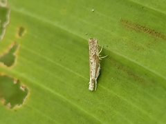 Culladia hastiferalis