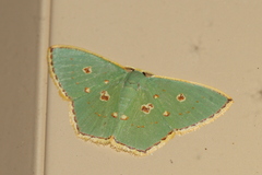 Comostola nereidaria