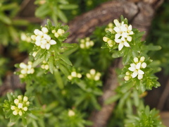 Asperula conferta