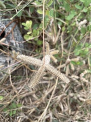 Eleusine indica