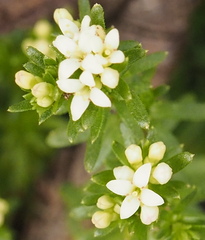 Asperula conferta