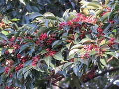 Ilex rotunda