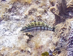 Serranus tigrinus