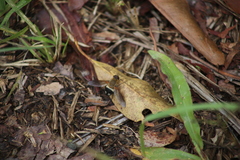 Ligyra satyrus
