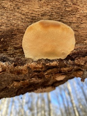 Pseudospongipellis unicolor