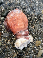 Enteroctopus dofleini