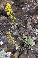 Solidago spathulata
