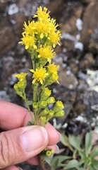 Solidago spathulata