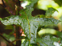 Solanum inaequilaterum