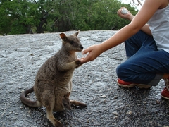 Petrogale mareeba