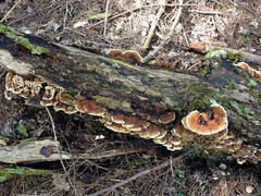 Inonotus glomeratus
