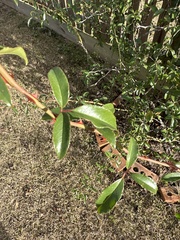 Pyracantha koidzumii