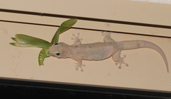Gehyra dubia