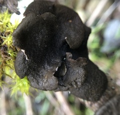 Sticta fuliginosa