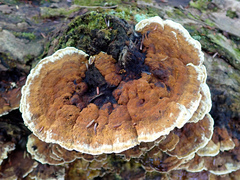 Inonotus glomeratus