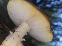 Amanita augusta