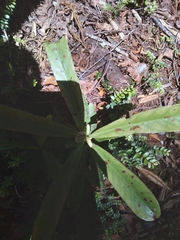 Myrsine salicina